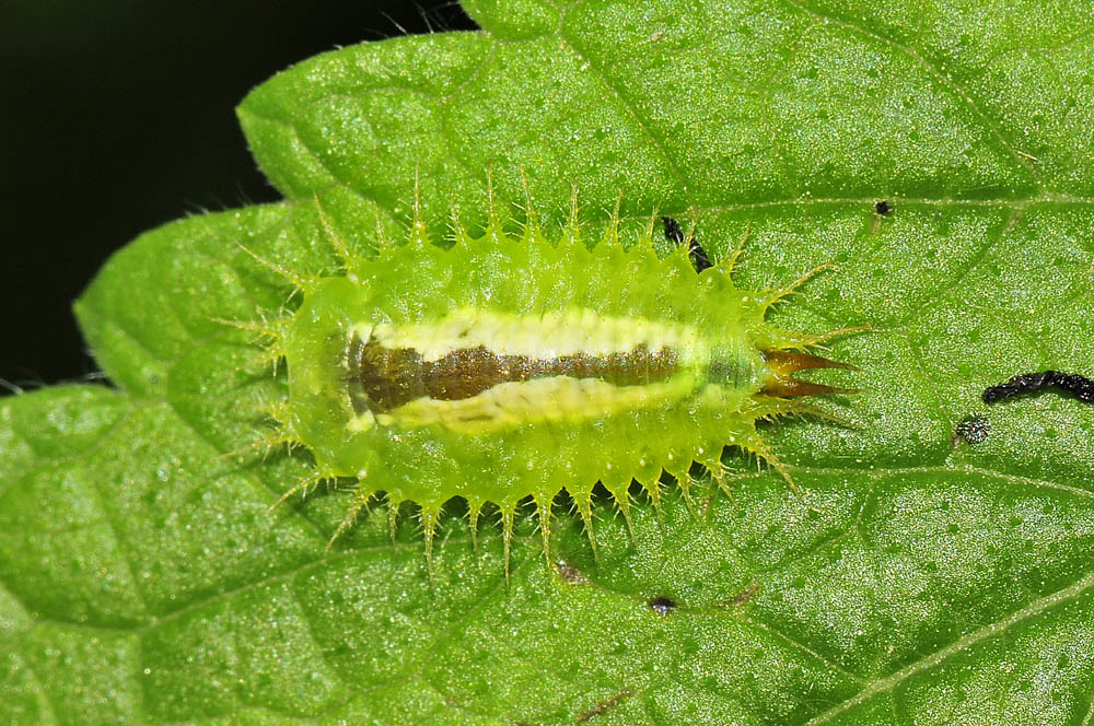 Cassida viridis? (chrysomelidae) prove di equilibrismo